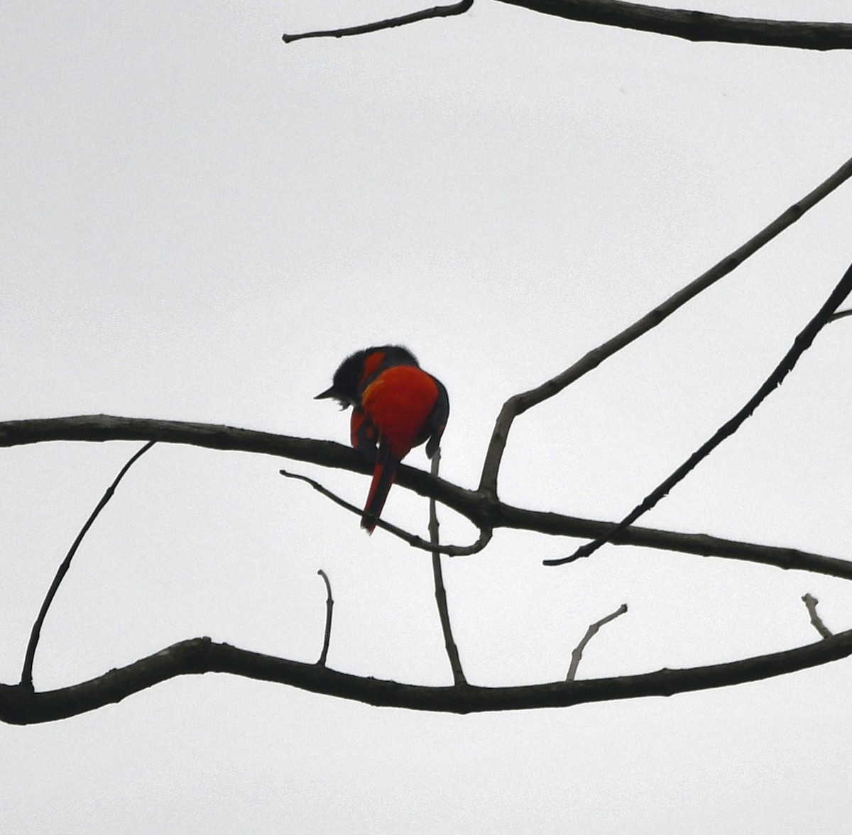 Minivet écarlate - ML620260385