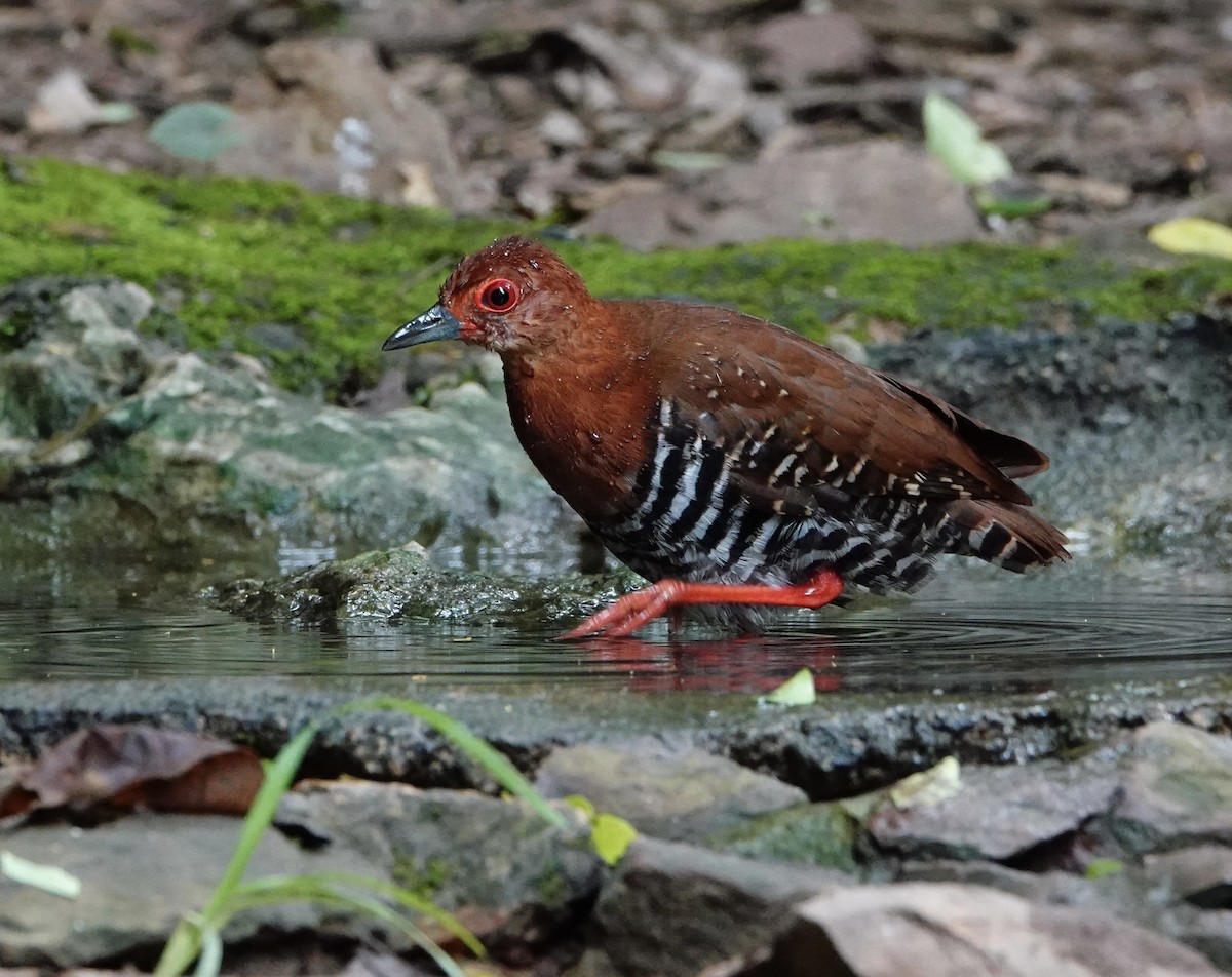 Red-legged Crake - ML620260391