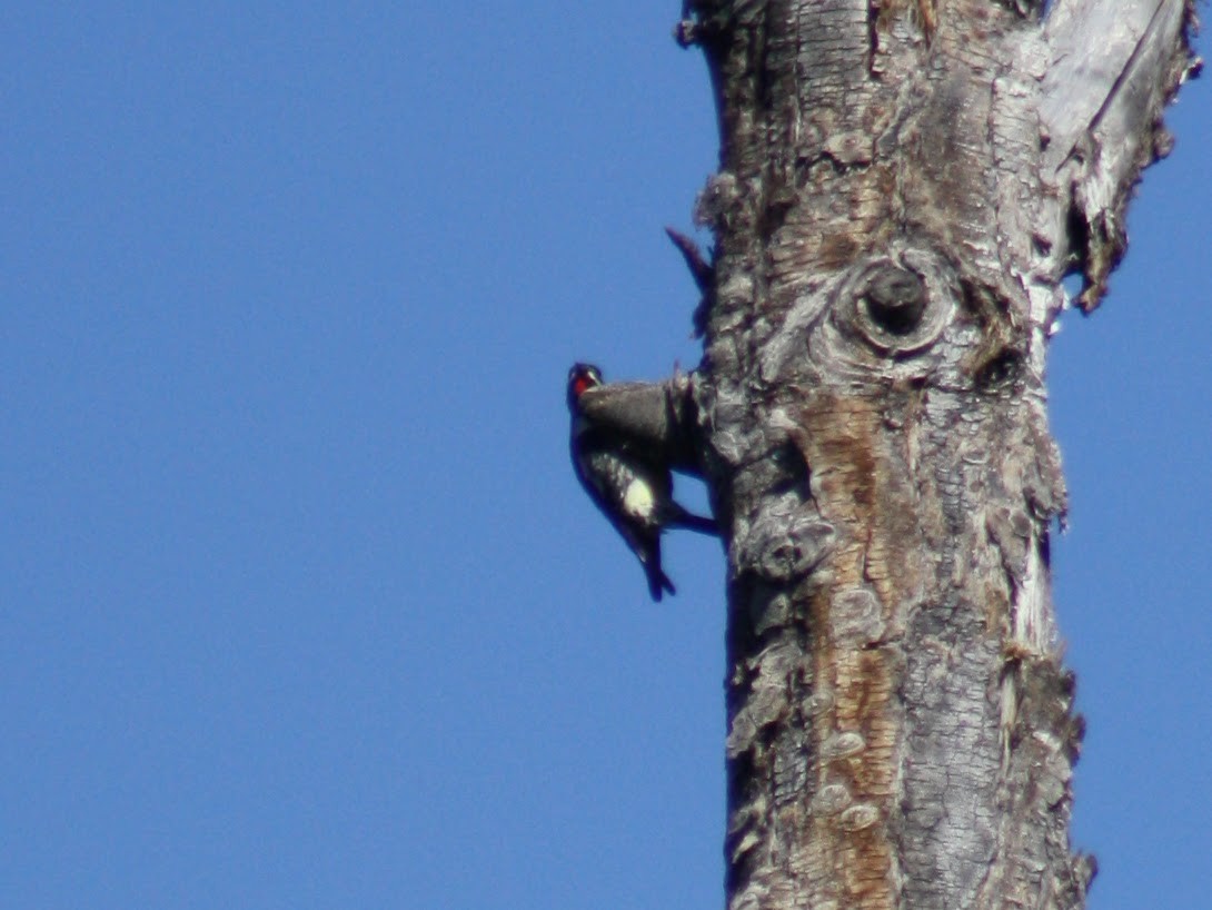 Williamson's Sapsucker - ML620260393