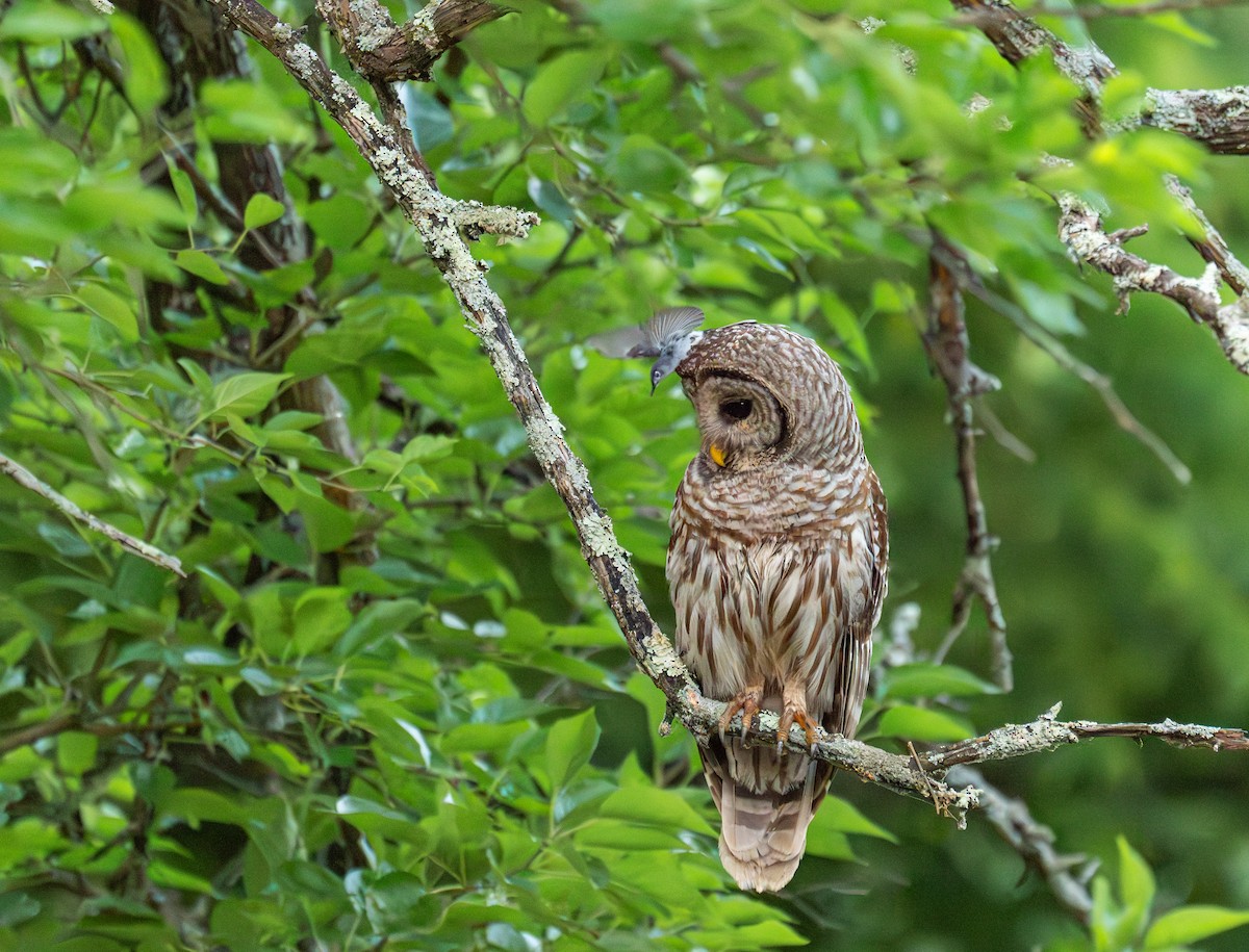 Barred Owl - ML620260396