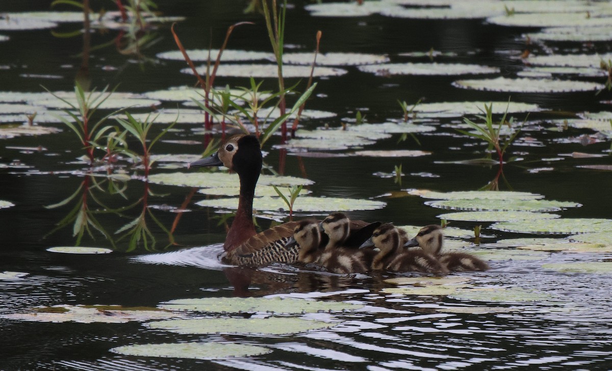 White-faced Whistling-Duck - ML620260401