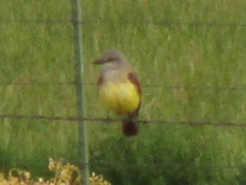 Western Kingbird - ML620260407