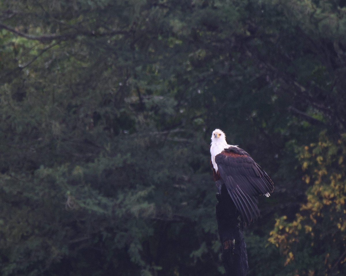 African Fish-Eagle - ML620260408