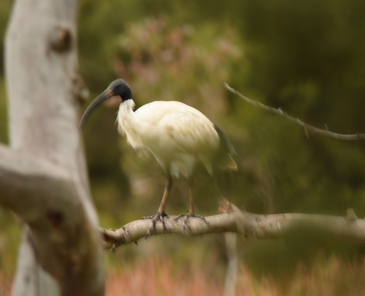 ibis australský - ML620260410