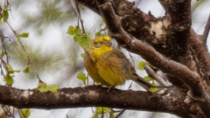 Yellowhammer - ML620260422