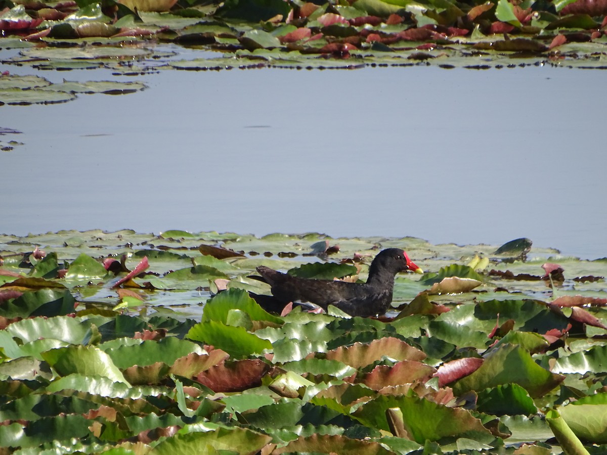 Eurasian Moorhen - ML620260427