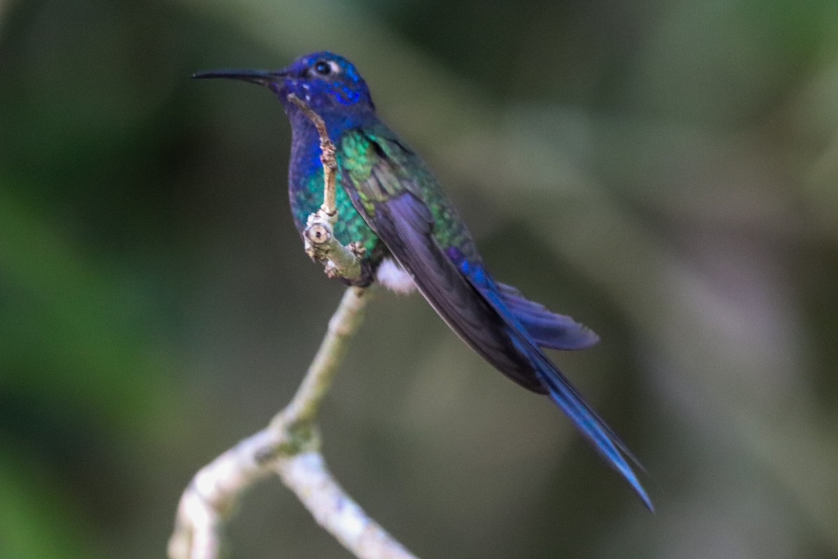 Swallow-tailed Hummingbird - ML620260428