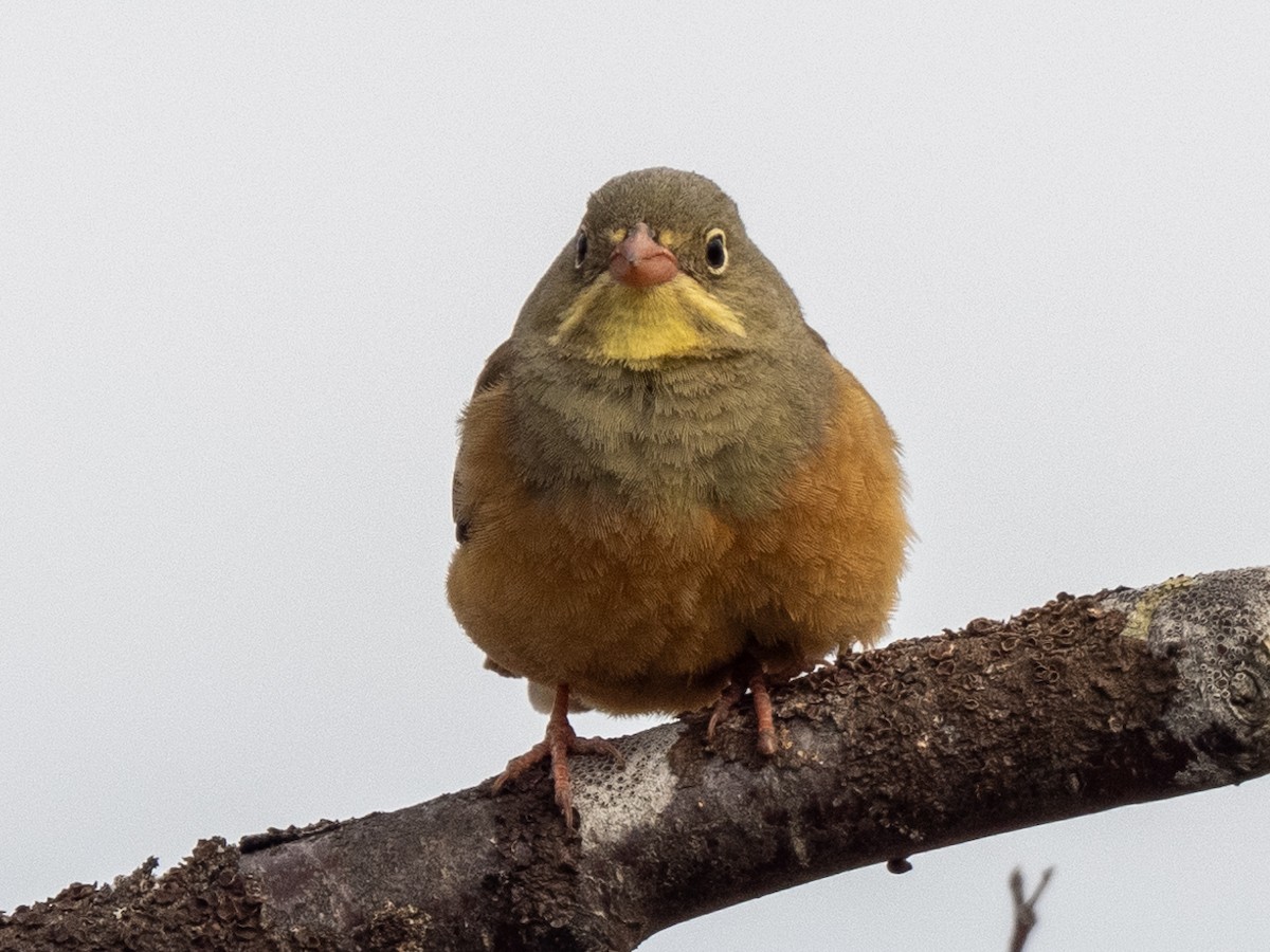 Ortolan Bunting - ML620260431