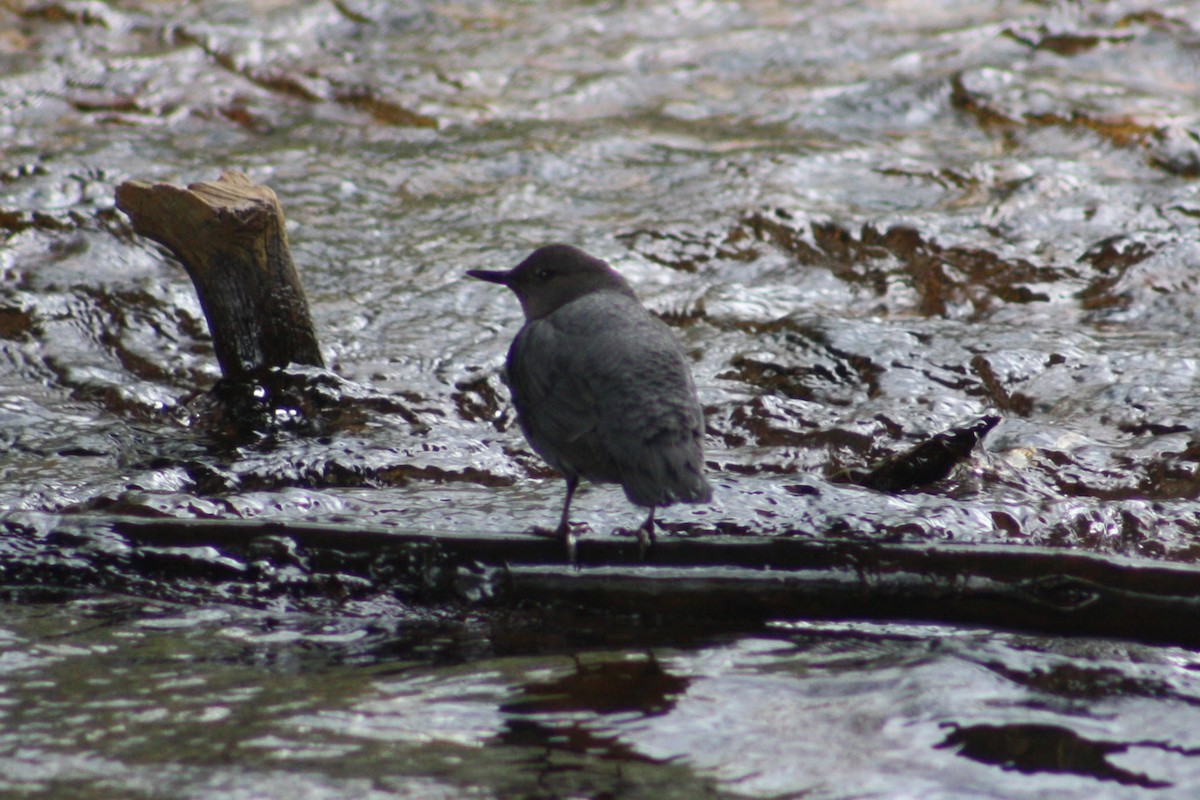 American Dipper (Northern) - ML620260437