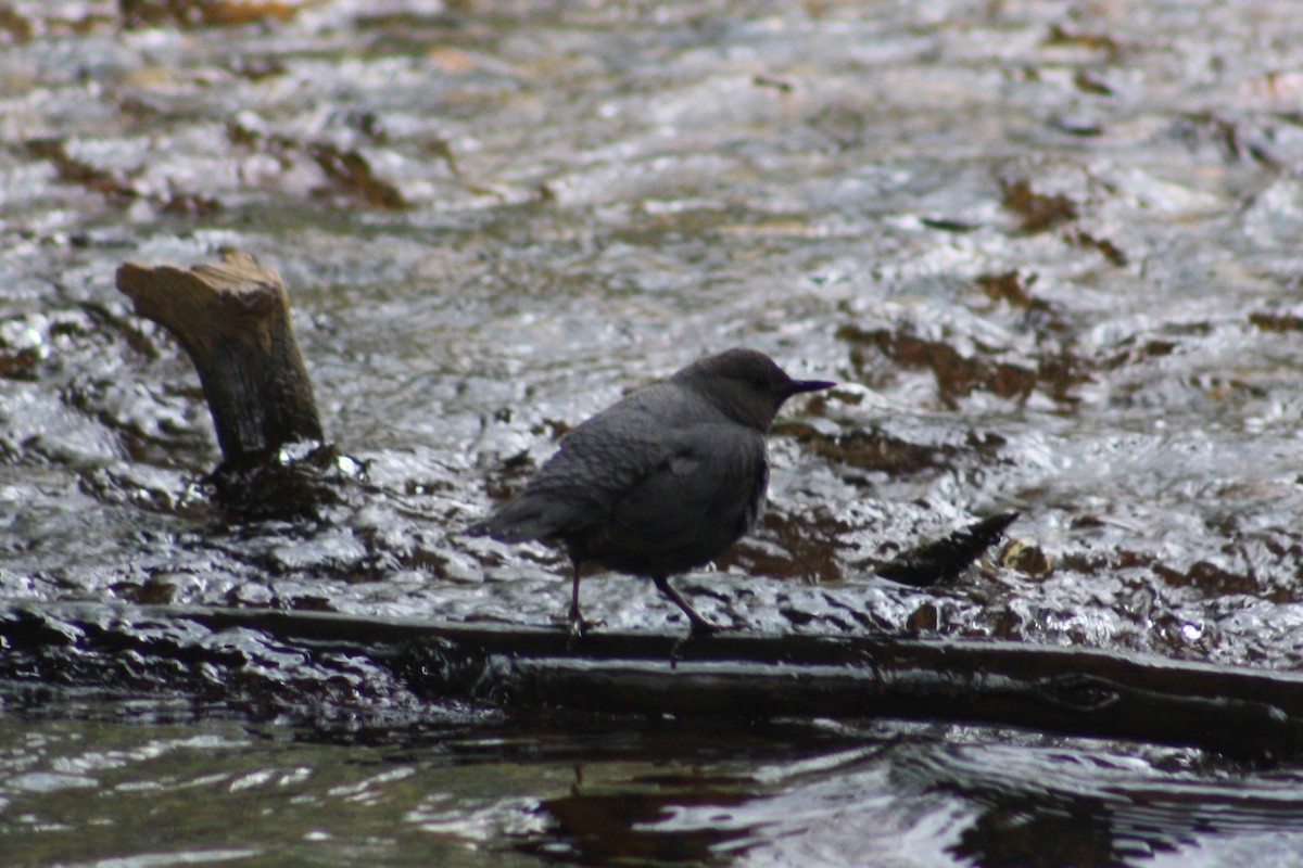 American Dipper (Northern) - ML620260438