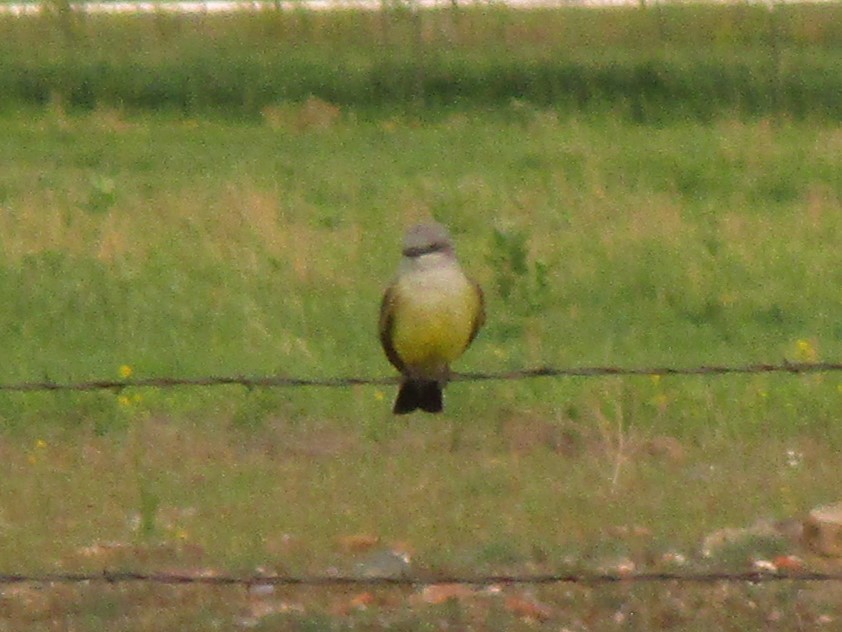 Western Kingbird - ML620260439