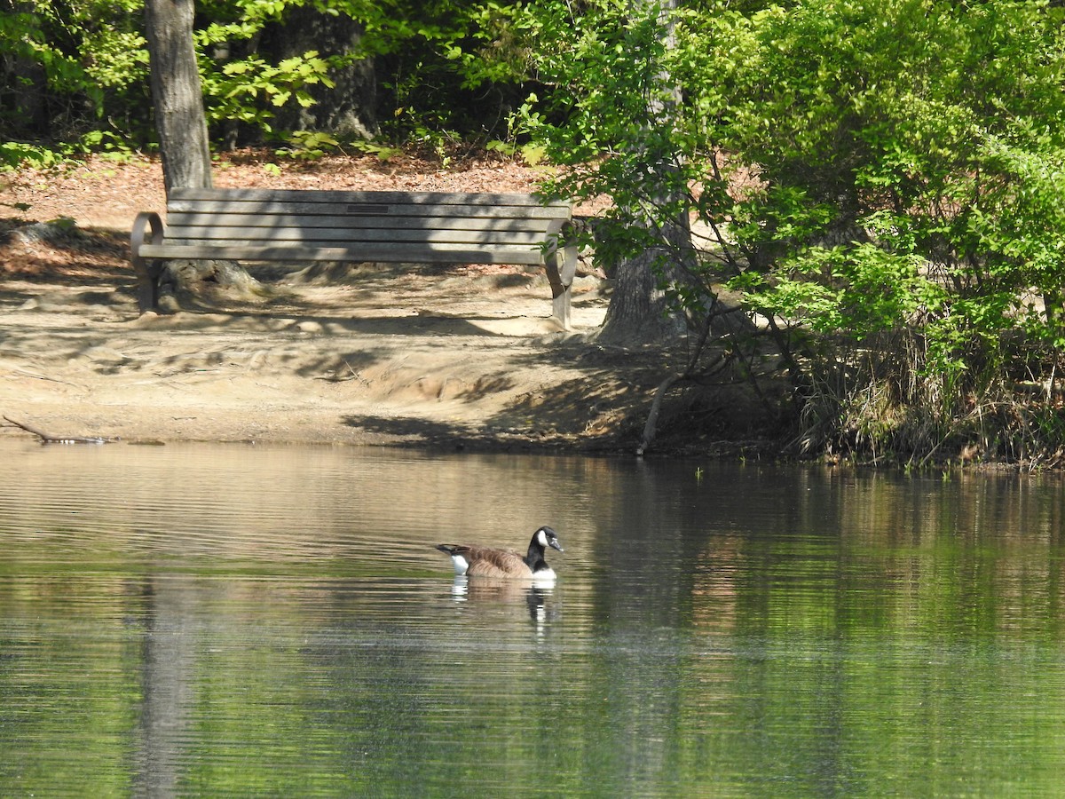 Canada Goose - Anonymous