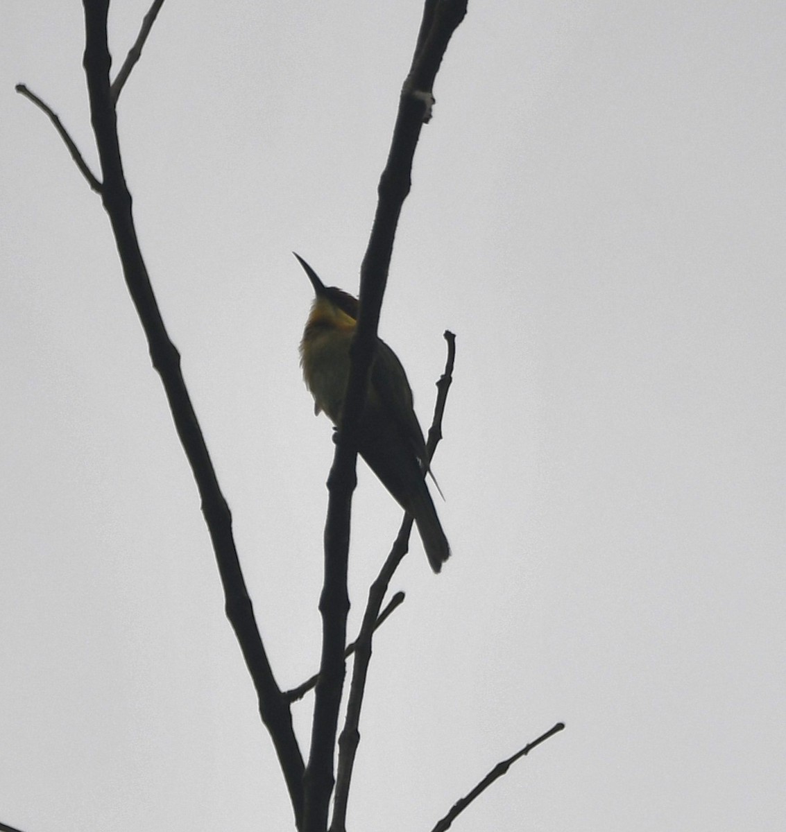 Chestnut-headed Bee-eater - Aishwarya Vijayakumar