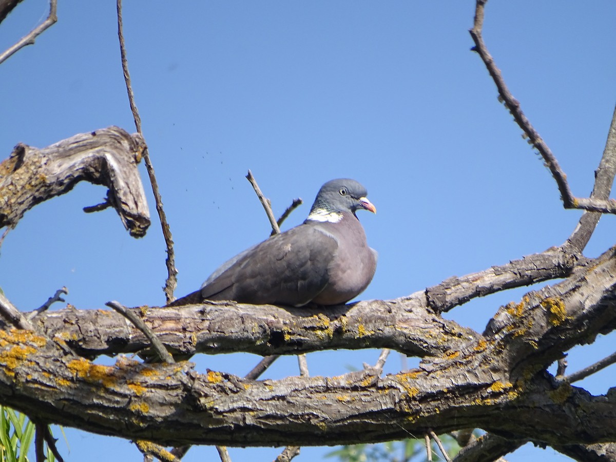 Common Wood-Pigeon - ML620260451