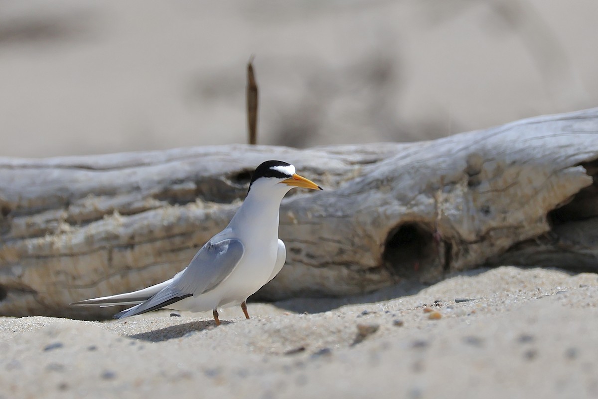 Least Tern - ML620260454