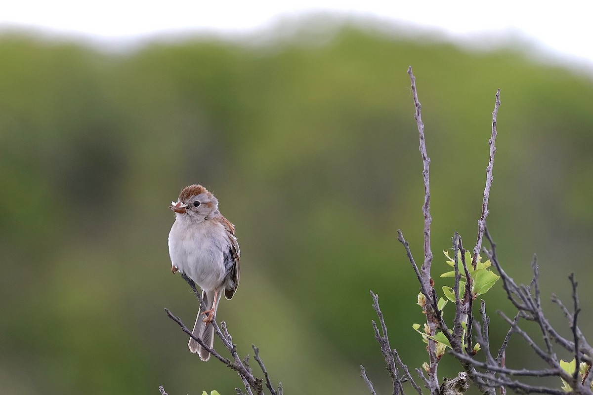 Field Sparrow - ML620260455