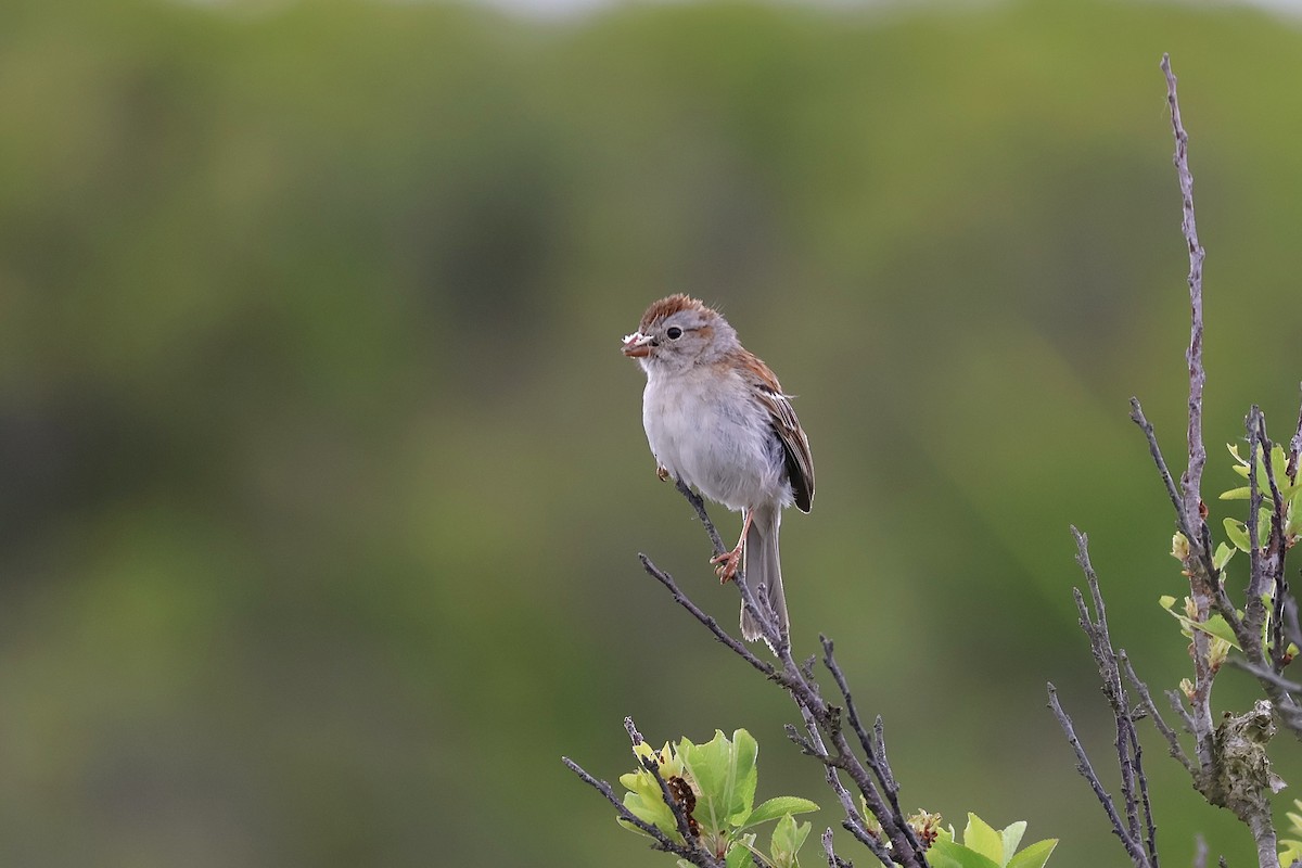 Field Sparrow - ML620260456