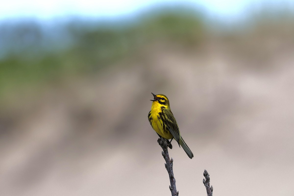 Prairie Warbler - ML620260459