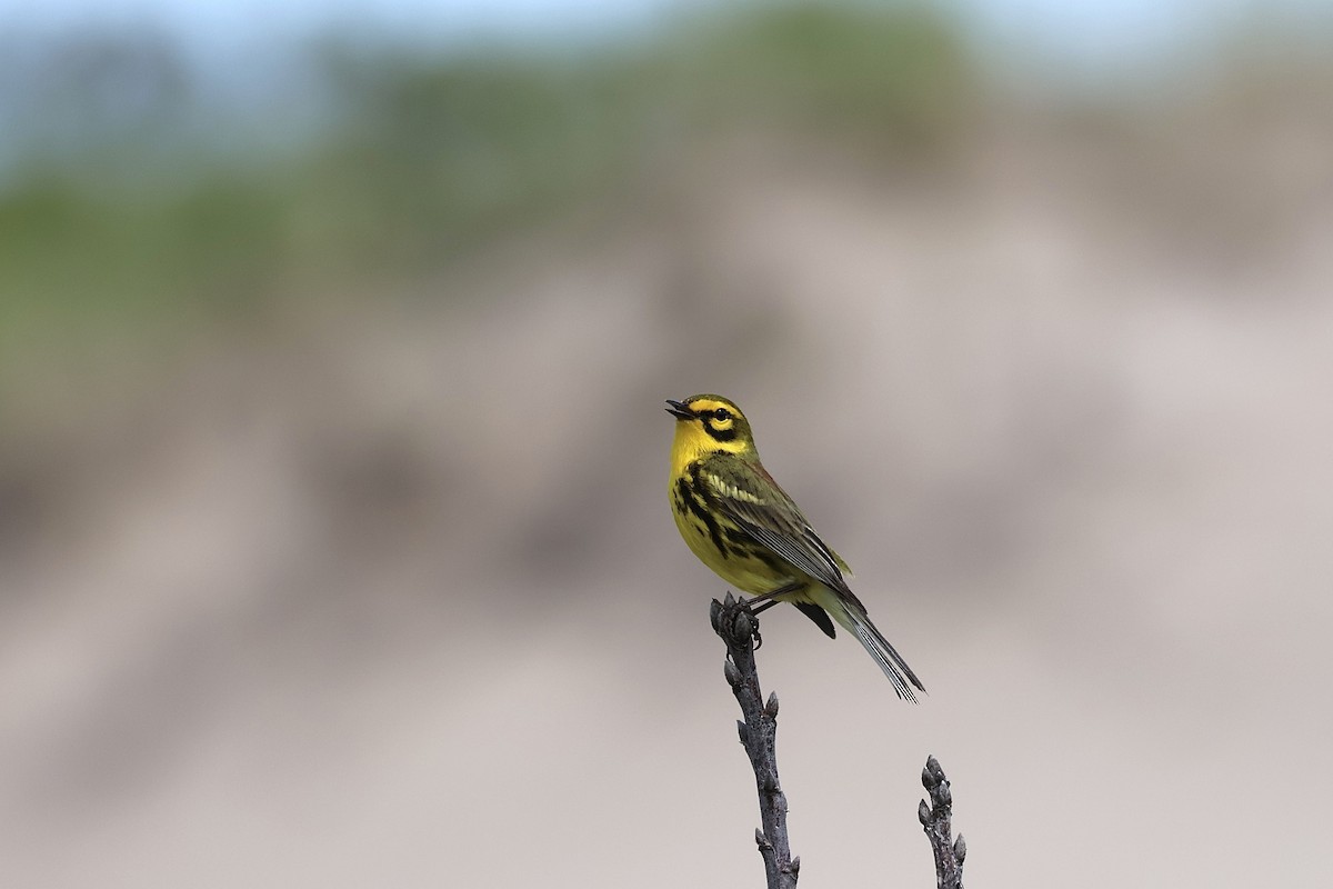 Prairie Warbler - ML620260460