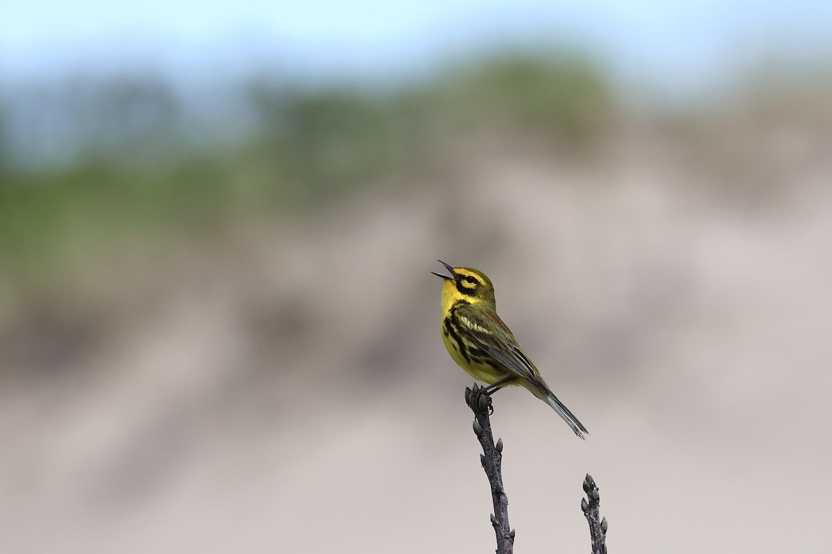 Prairie Warbler - ML620260461