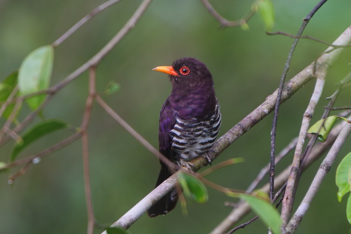 Violet Cuckoo - ML620260472