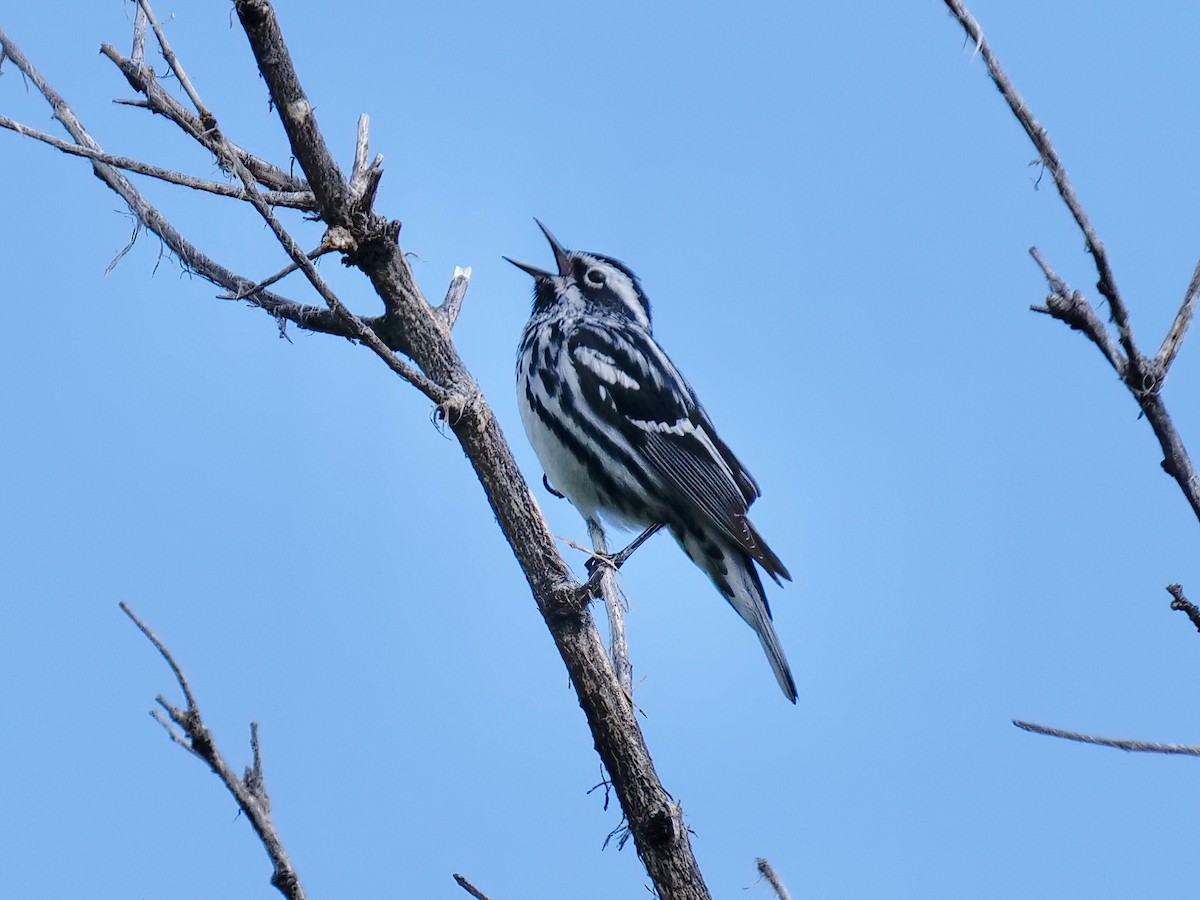 Black-and-white Warbler - ML620260473