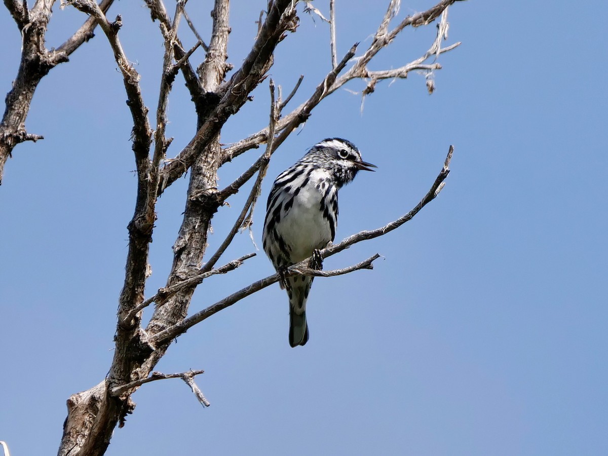 Paruline noir et blanc - ML620260474