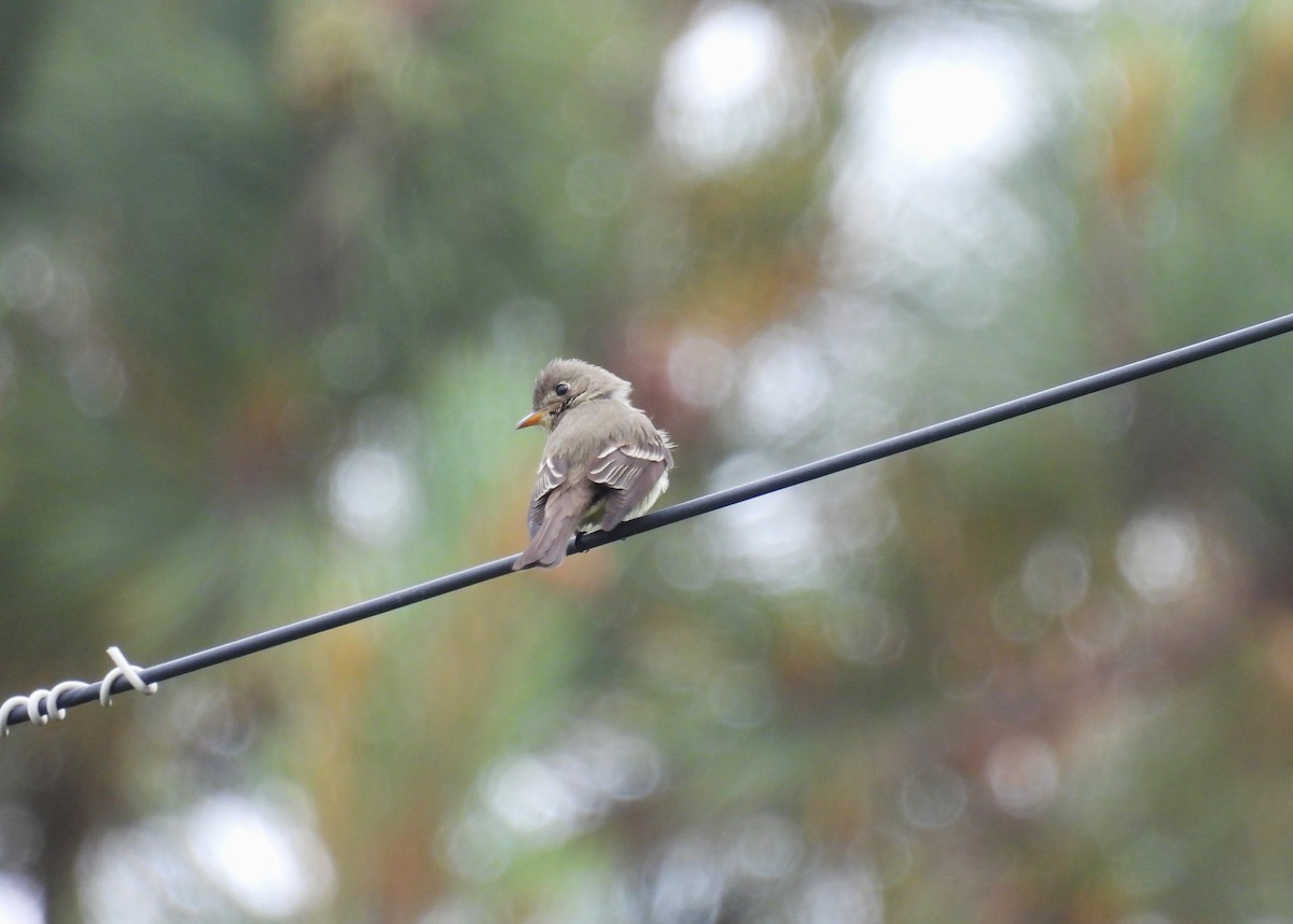 Eastern Wood-Pewee - Trysten Loefke