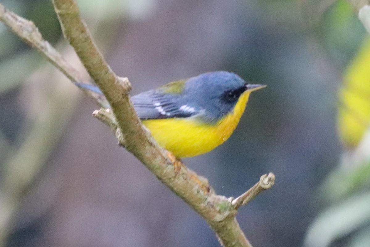 Parula Pitiayumí - ML620260478