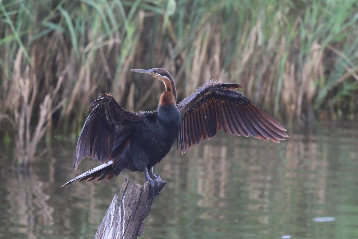 Afrika-Schlangenhalsvogel - ML620260483