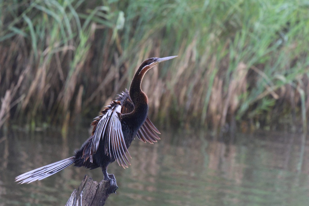 Anhinga Africana - ML620260484