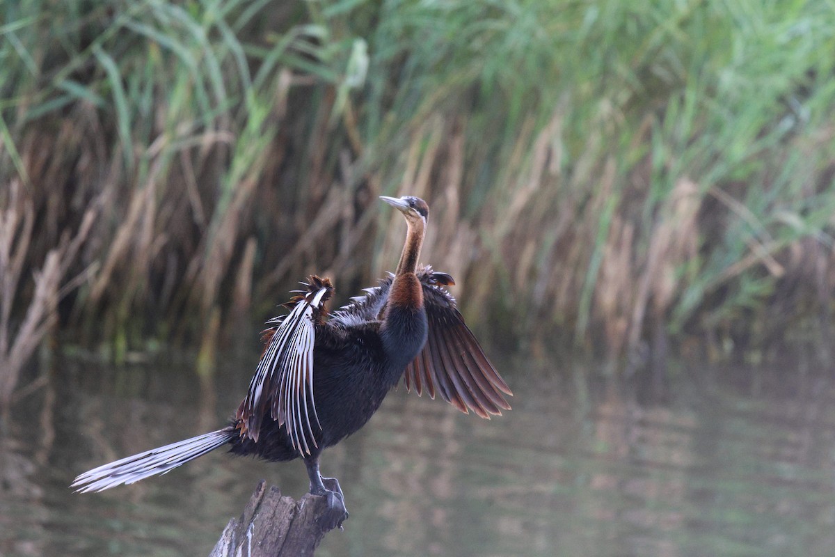 Anhinga Africana - ML620260485