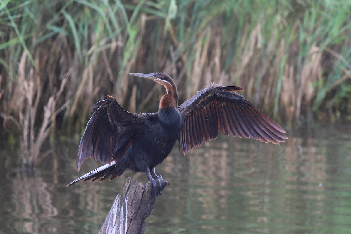 Anhinga d'Afrique - ML620260486