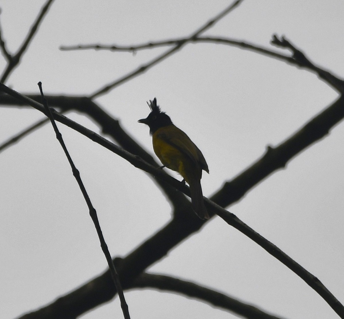 Bulbul à huppe noire - ML620260491