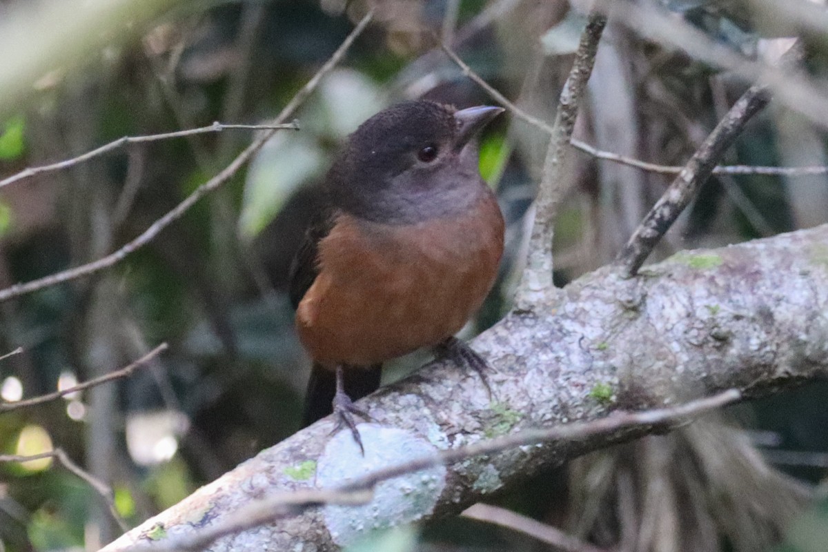 Brazilian Tanager - ML620260504