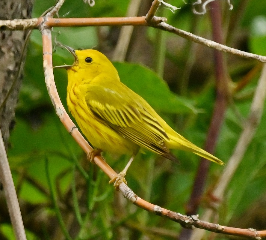 Yellow Warbler - ML620260505