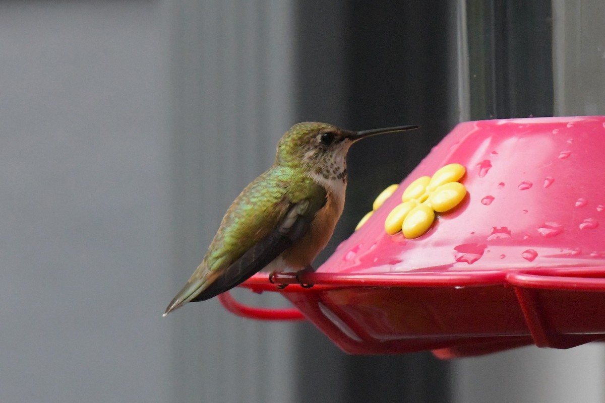 Rufous Hummingbird - ML620260511