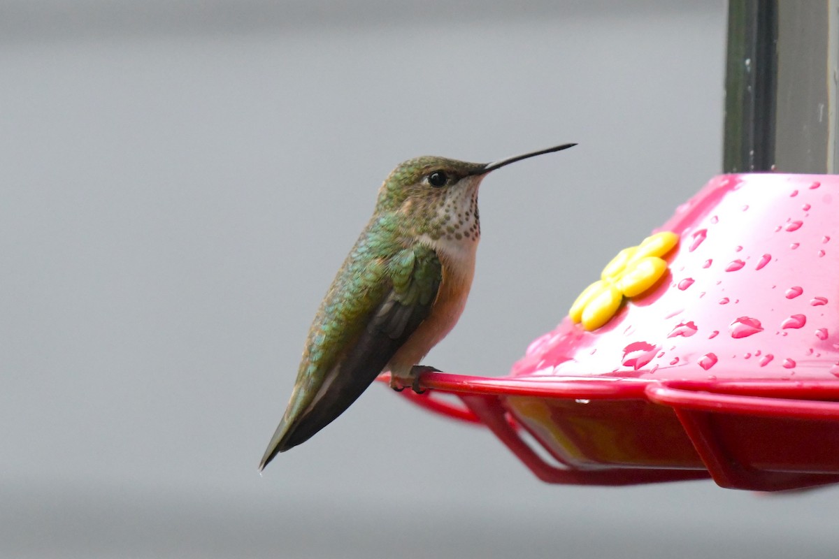 Rufous Hummingbird - ML620260517