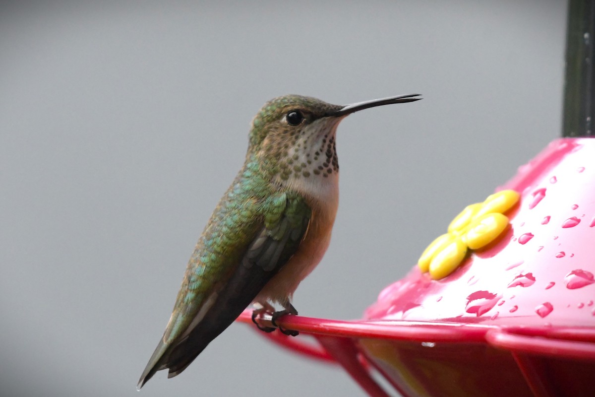 Rufous Hummingbird - ML620260518