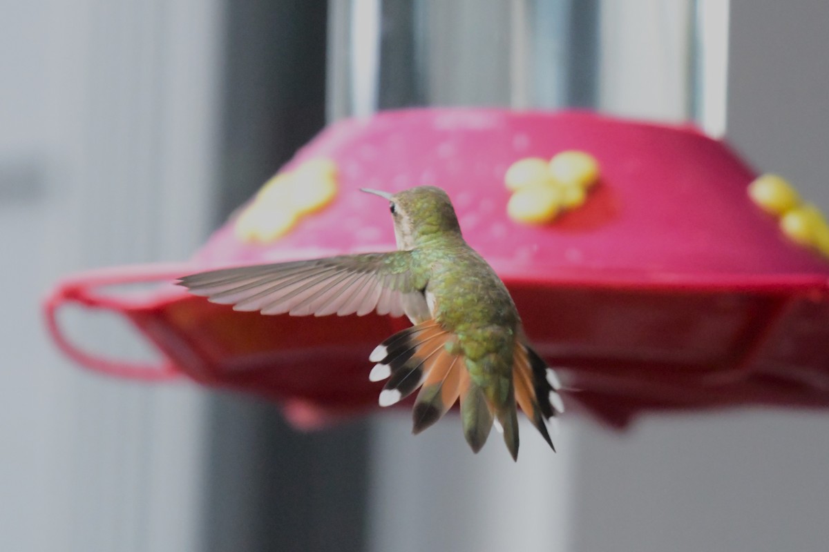 Rufous Hummingbird - ML620260519