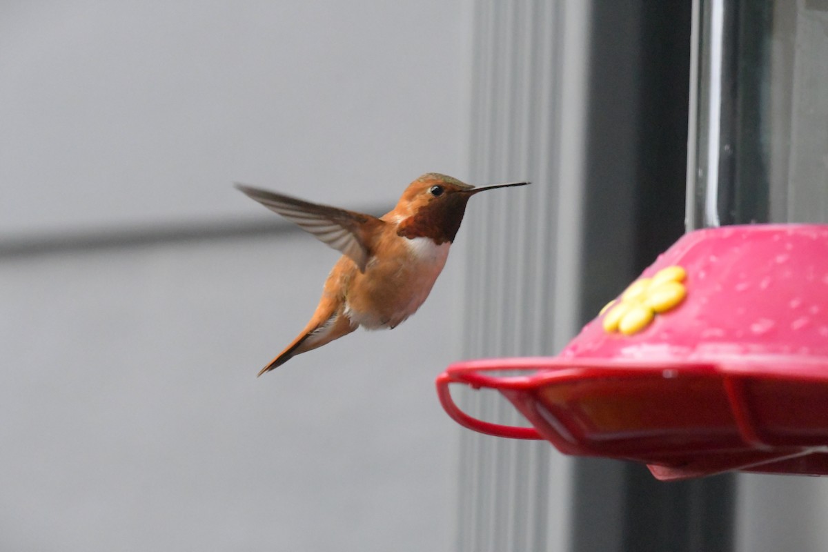 Rufous Hummingbird - ML620260521