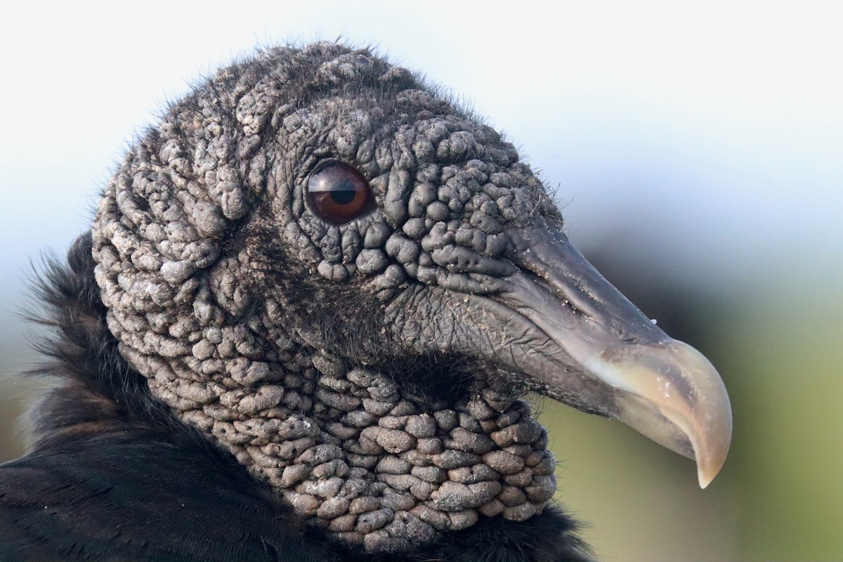 Black Vulture - ML620260540