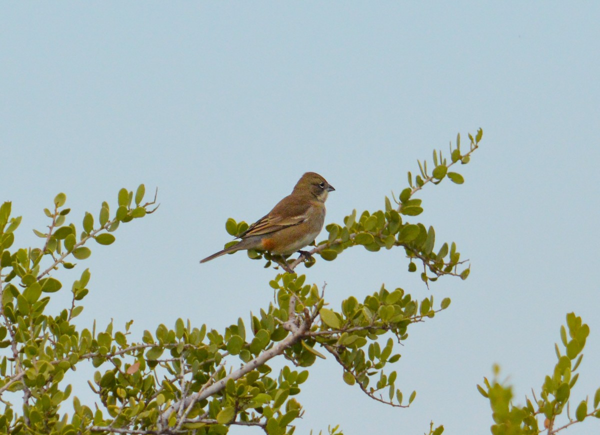 Diuca Finch - ML620260544