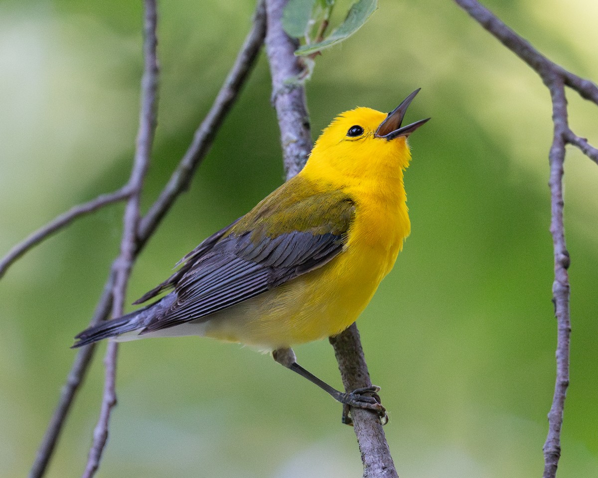 Prothonotary Warbler - ML620260547
