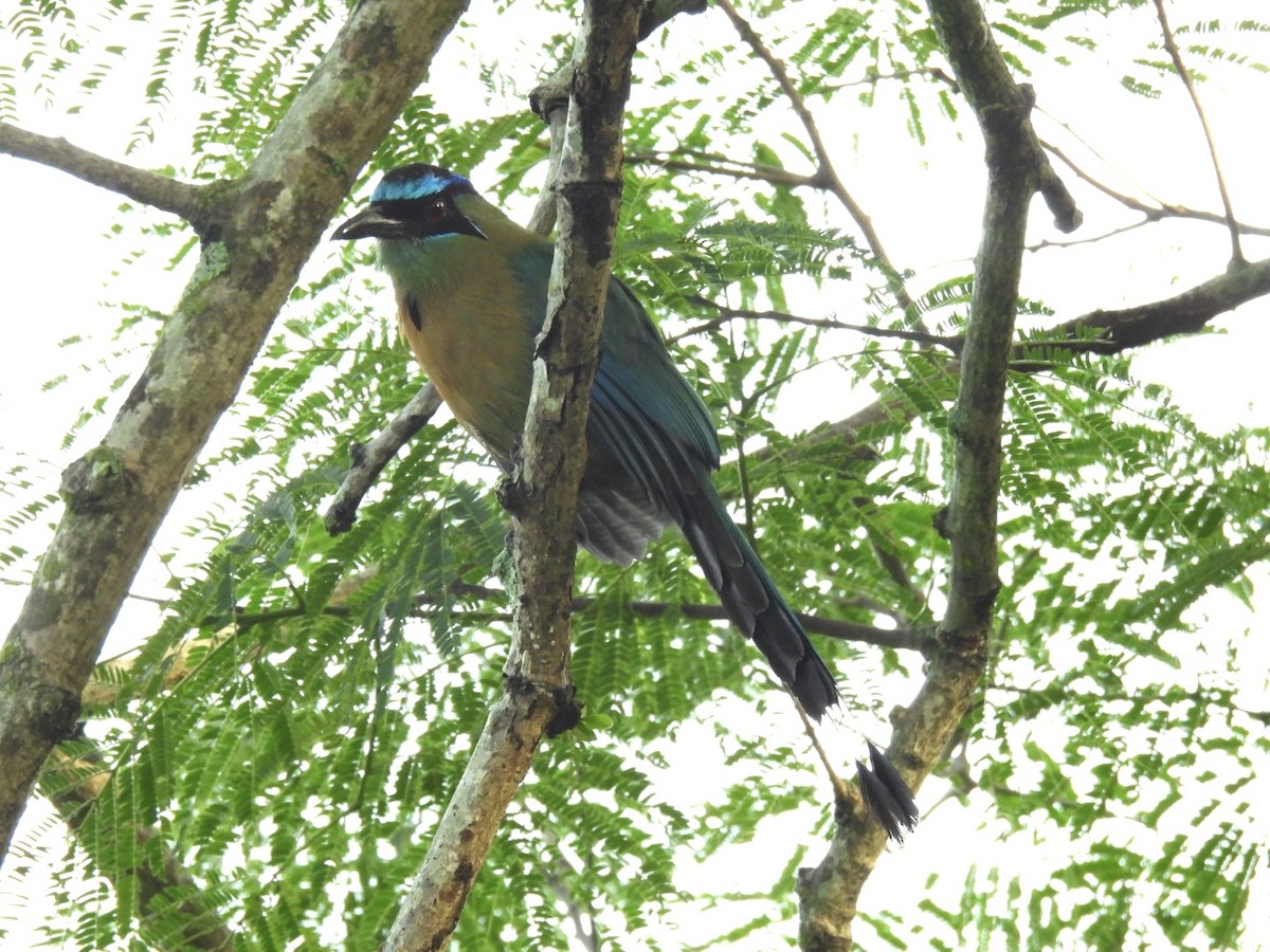 Diademmotmot - ML620260548