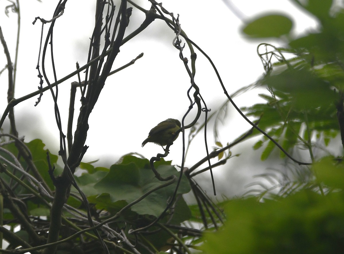 Mosquitero Cejiblanco - ML620260554