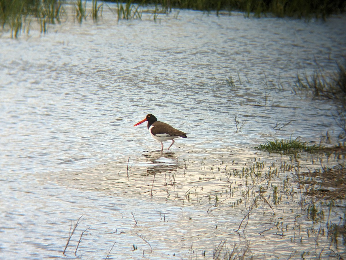 American Oystercatcher - ML620260555