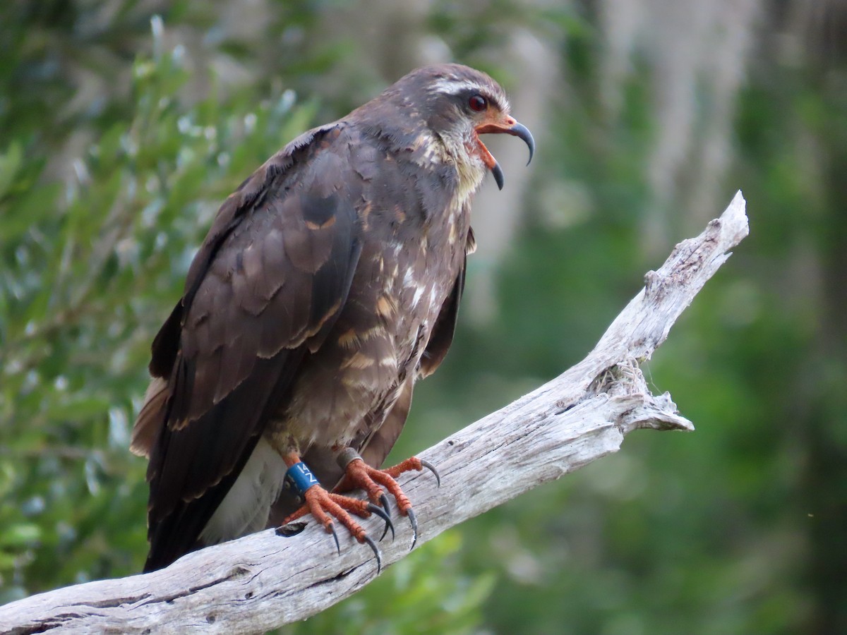 Snail Kite - ML620260558