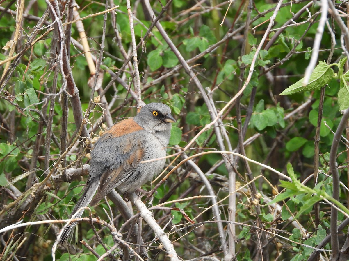 Yellow-eyed Junco - ML620260567