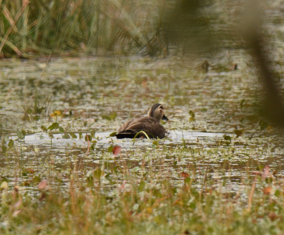 Canard à sourcils - ML620260571